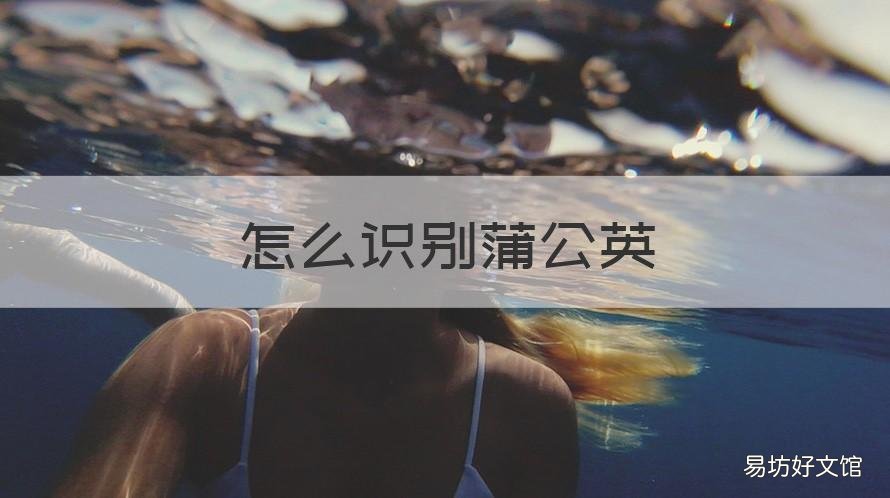 怎么识别蒲公英 怎么识别蒲公英茶的真假