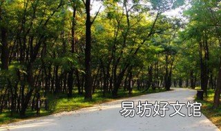 槐树养护方法 盆栽槐树怎么养