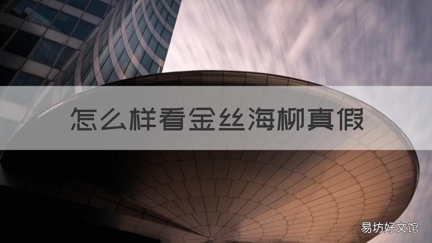 怎么样看金丝海柳真假 金丝海柳怎样辨真假