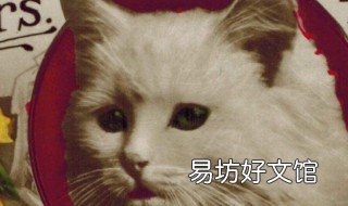 虚拟猫怎么得猫币 猫币可以干嘛