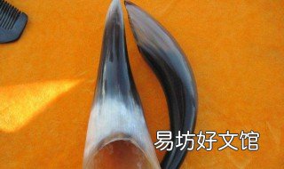 牦牛角是实心的吗 牦牛角是实心的吗图片