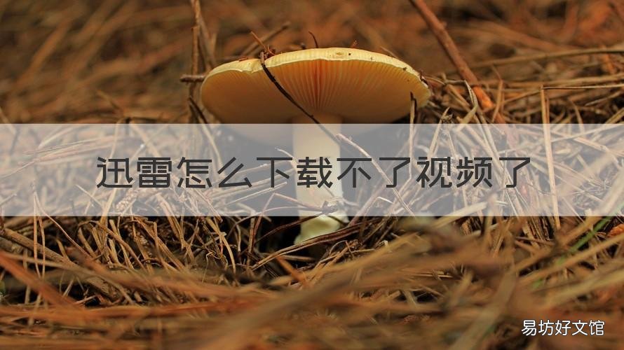 迅雷怎么下载不了视频了 迅雷下载的视频播放不了