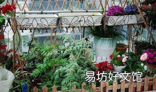 适合阳台种植的花卉 适合阳台种植的花卉植物