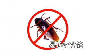 自制蟑螂药配方 蟑螂药自制方法
