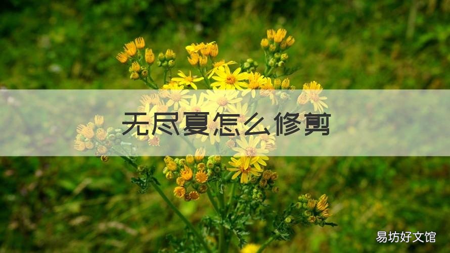 无尽夏怎么修剪 无尽夏修剪后多久开花