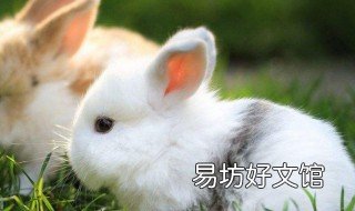 剔透玲珑似水晶是什么动物 剔透玲珑指什么动物