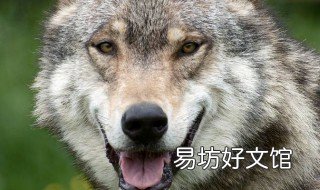 黄鼠狼有什么用途? 黄鼠狼到底是什么东西