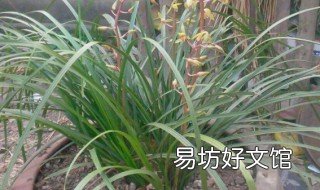 野生春蘭養(yǎng)殖方法 野生春蘭養(yǎng)殖方法視頻