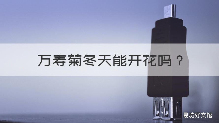 万寿菊冬天能开花吗 万寿菊冬天能开花吗视频