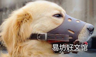 人被狗咬有啥忌讳 狗咬人的危害