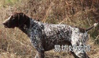 指示犬性格特征 图图犬性格特性