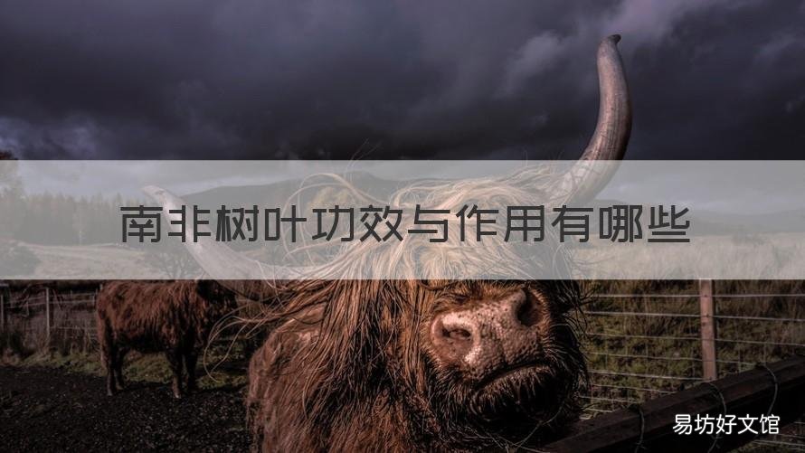 南非树叶功效与作用有哪些 南非叶树根的作用与功效