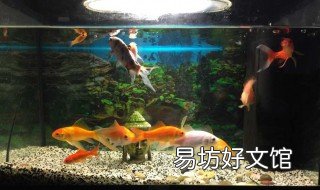 鱼缸净水宝有用吗 鱼缸净水宝有用吗安全吗