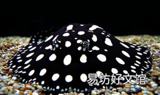 皇冠虹鱼怎么养 皇冠狗头和虹鱼混养