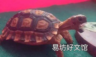 阿根廷象龟饲养方法 巴西龟宠物龟怎么养