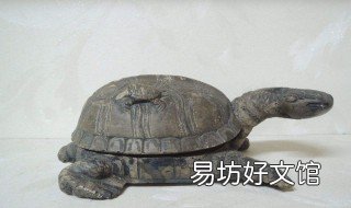 瓦哈卡泥龟饲养方法 瓦哈卡蛋龟和哈雷拉蛋龟