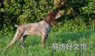 指示犬饲养方法 养犬注意手册