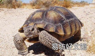 沙漠地鼠龜飼養方法 沙漠地鼠龜飼養方法圖解