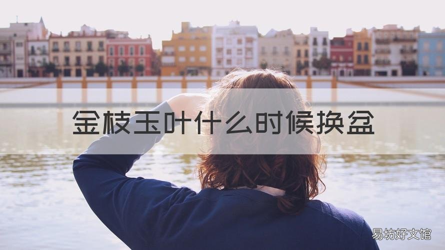 金枝玉叶什么时候换盆 金枝玉叶什么时间换盆好