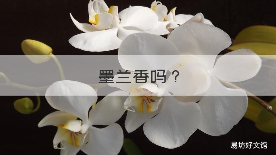 墨兰香吗 墨兰不香吗