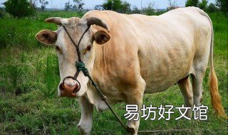 牛几天喂一次小苏打 一头牛一天可以喂多少小苏打