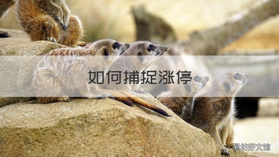 如何捕捉涨停 如何捕捉涨停领头个股