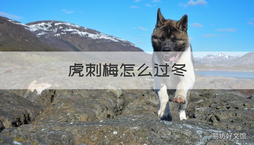 虎刺梅怎么过冬 虎刺梅过冬了干了之后第二年还在发吗