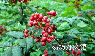 花椒树盆景怎样过冬 花椒树冬季能栽吗