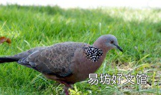 野生斑鸠吃什么 野生斑鸠吃什么食物