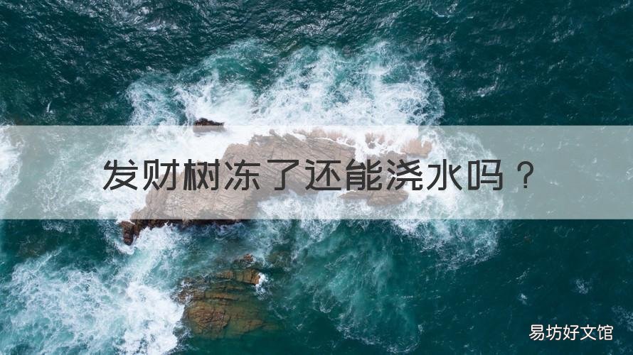 发财树冻了还能浇水吗 发财树水浇透了会不会死