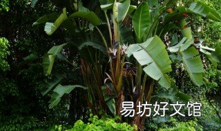 旅人蕉怎么养 旅人蕉养护