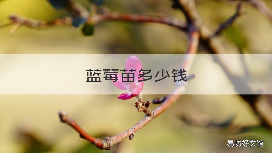 蓝莓苗多少钱 蓝莓苗多少钱一棵哪里有