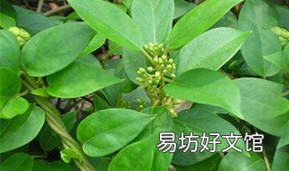 酸藤叶功效与作用 酸藤子叶的功效与作用