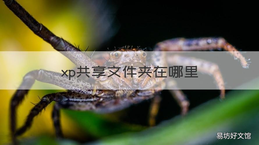 xp共享文件夹在哪里 xp电脑怎么共享文件夹