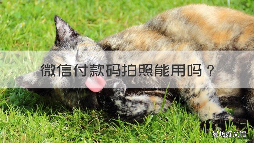微信付款码拍照能用吗 微信拍照付款码能付款吗?