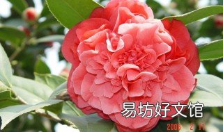 红茶花养殖方法 红茶花种植