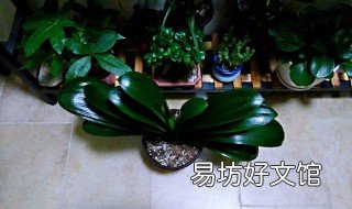 花盆太深底下放什么 花盆太深底下放什么好