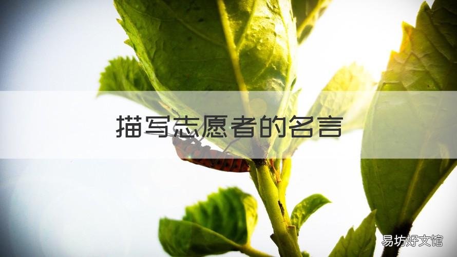 描写志愿者的名言 赞美志愿者的名言名句