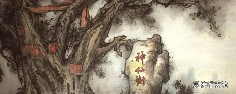 神仙树是桑树吗 神仙树为什么叫神仙树