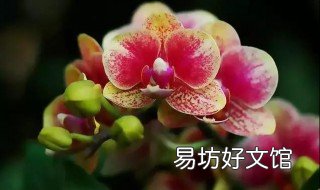 蝴蝶兰秋季怎么样养护 蝴蝶兰秋冬季怎样养