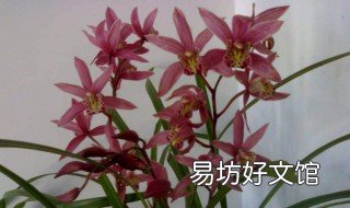 兰花倒苗怎么解决 兰花倒了怎么办