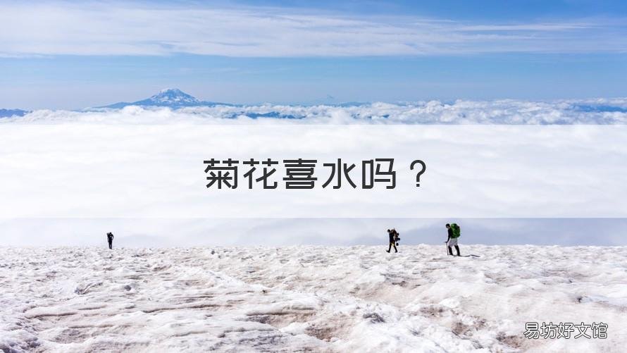 菊花喜水吗 菊花喜水还是喜旱