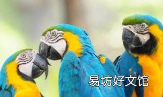 怎么训练鹦鹉捡东西 怎么训练鹦鹉捡东西的能力