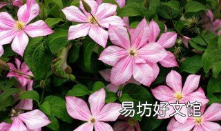 水塔花种植注意事项 水塔花栽培技术