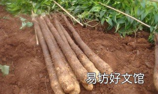 淮山的种植方法 淮山种植方法头朝上还是朝下