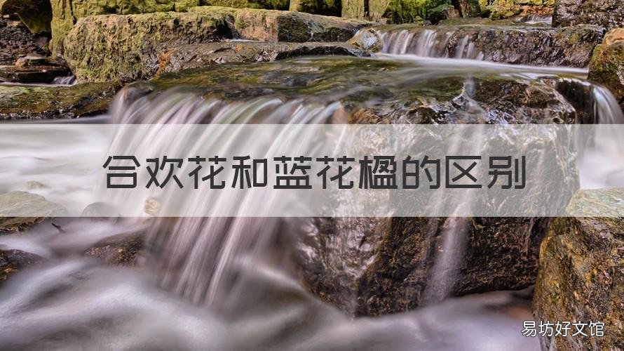 合欢花和蓝花楹的区别 合欢与蓝花楹的区别