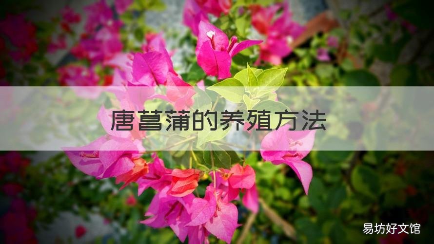 唐菖蒲的养殖方法 唐菖蒲冬季的养殖方法