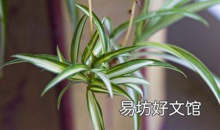 吊兰的功效与作用 金边吊兰的功效与作用