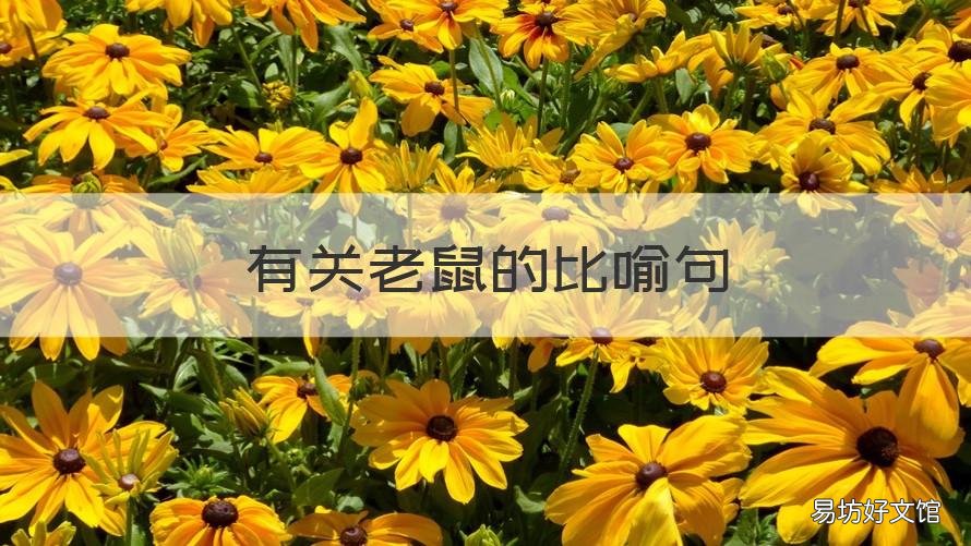 有关老鼠的比喻句 老鼠比喻什么