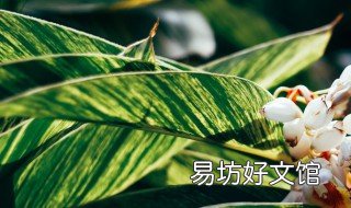 花叶水葱介绍 水葱是什么